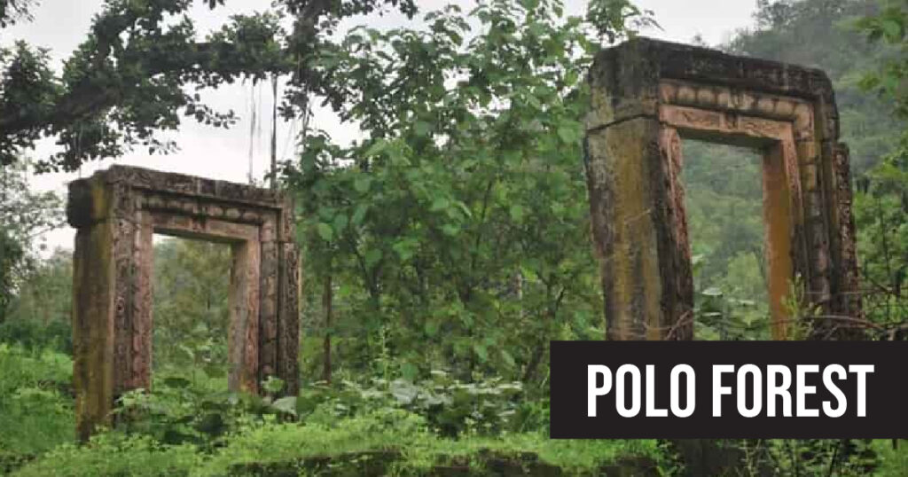 Polo Forest